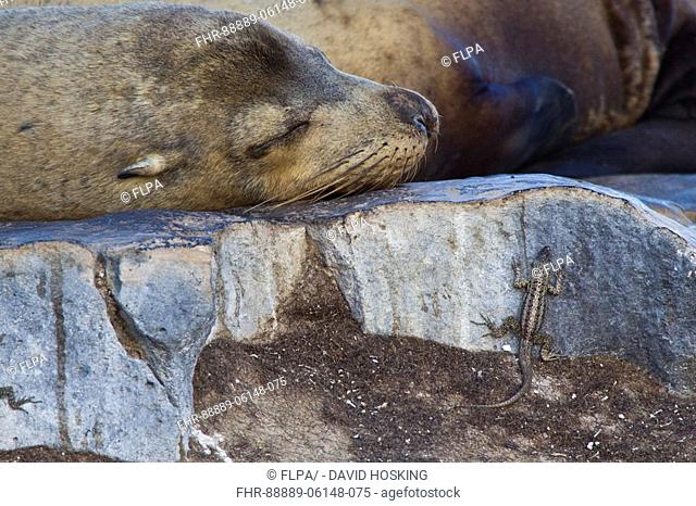 Resting Galapagos Sealion with Lava Lizard