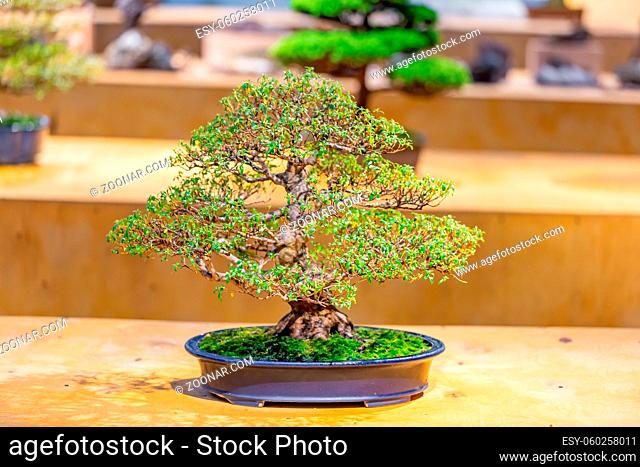 Miniature plant grown in a tray according to Japanese Bonsai traditions