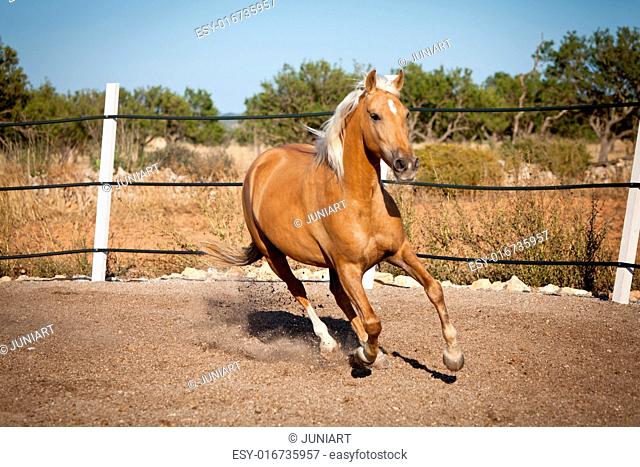 beautiful blond cruzado horse outside horse ranch nature