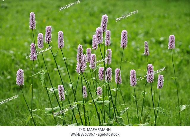 Common bistort, Meadow bistort (Polygonum bistorta, Bistorta officinalis, Bistorta major, Persicaria bistorta), flowering smartweed on a meadow, Germany