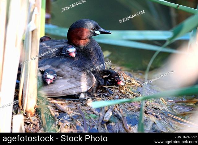 Little Grebe (Tachybaptus ruficollis) and chicks on nest Germany