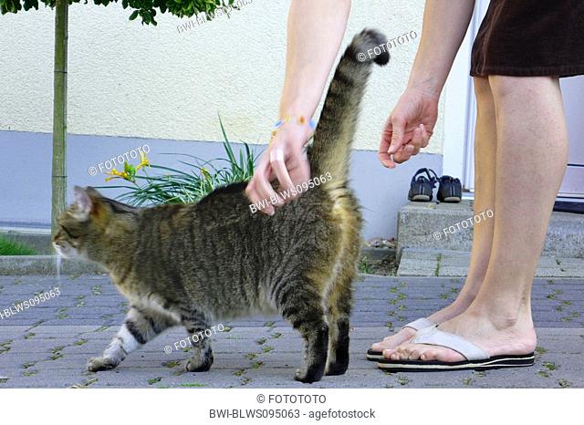 domestic cat, house cat Felis silvestris f. catus, being stroked