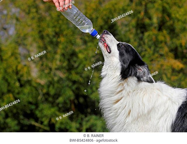 Australian Shepherd (Canis lupus f. familiaris), six years old male dog getting something to drink from a water bottle, side view, Germany