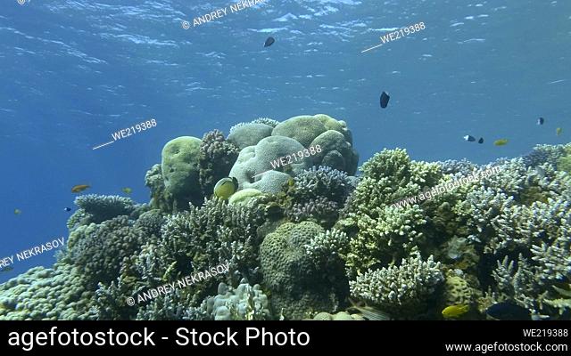 Colorful tropical fishes and beautiful coral reef on blue water background. Underwater life on coral reef in the ocean. Red sea, Egypt