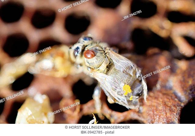 Bee colony infested with Varroa Honey Bee Mites (Varroa destructor, syn. Jacobsoni), mite on a newly emerged, deformed Bee (Apis mellifera var carnica)
