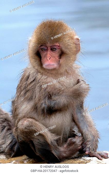 Japanese macaque or snow japanese monkey, baby (Macaca fuscata), Japan