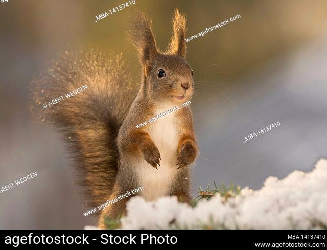 red squirrel standing in the snow with back light