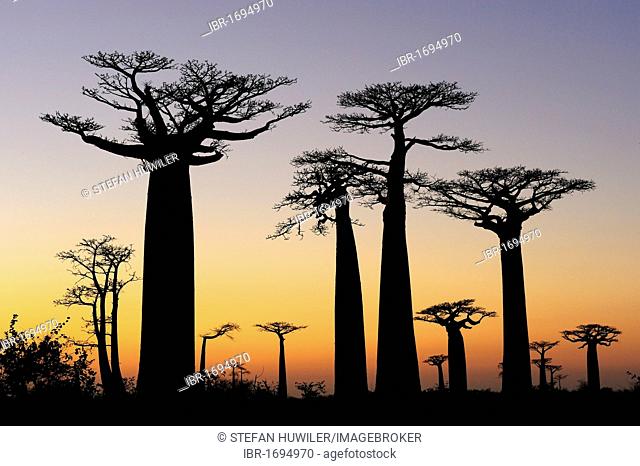 Baobab Alley, Grandidier's Baobab (Adansonia grandidieri), shortly before sunrise, silhouette of trees at dawn, Morondava, Madagascar, Africa