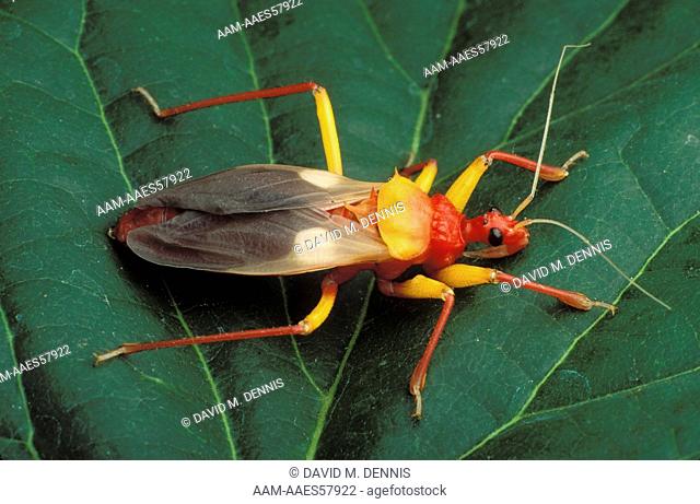 Assassin Bug (Platymeris biguttata), newly molted, Africa