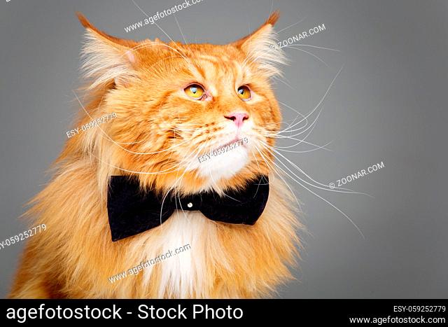 beautiful big maine coon cat with black bow tie. Copy space. Studio shot on grey background