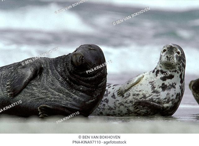 Grey Seal Halichoerus grypus - Heligoland, Schleswig-Holstein, Germany, Europe