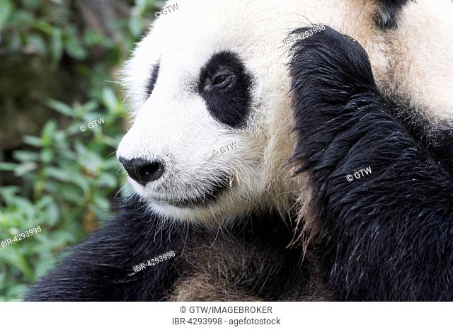 Giant Panda (Ailuropoda melanoleuca), two years, China Conservation and Research Centre for the Giant Panda, Chengdu, Sichuan, China