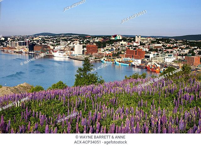 View of St. John's Harbour with lupines Lupinus perennis in foreground on Signal Hill National Historic Site, St. John's, Newfoundland and Labrador, Canada