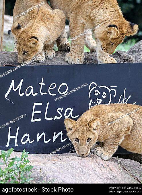 19 June 2020, Saxony, Leipzig: The three little lions, Hanna (left), Elsa (below) and Mateo, just under six months old, explore a tree trunk with the name plate...