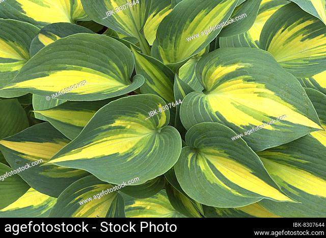 Leaves of a Hosta sieboldiana, Great Expectations, Botanical Garden, Erlangen, Middle Franconia, Bavaria, Germany, Europe
