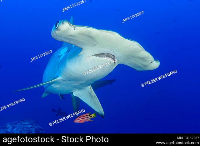 Bowhead hammerhead shark (Sphyrna lewini) at the cleaning station and juvenile Mexican hogfish with (Bodianus diplotaenia) as cleaner fish, Cocos Island