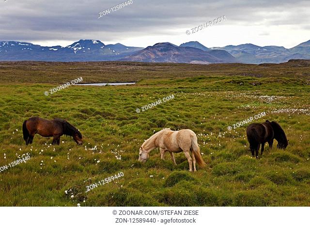 Islandpferde, (Equus ferus caballus), Stykkishólmur, Snæfellsnes, Westisland, Island, Europa