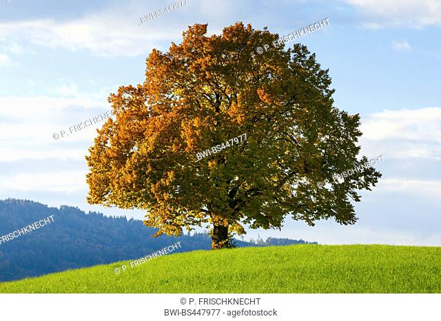 basswood, linden, lime tree (Tilia spec.), lime tree in autumn, Switzerland, Zuercher Oberland