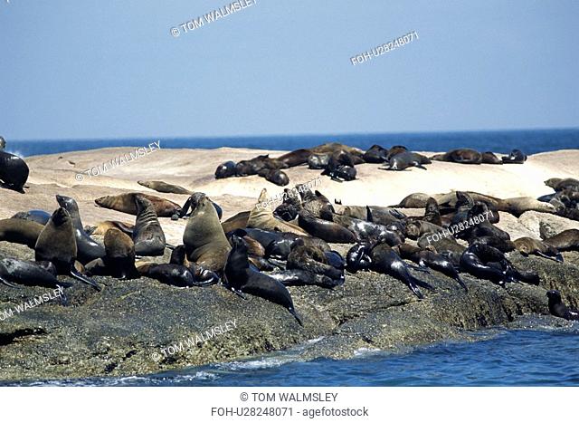 Cape fur seal colony Arctocephalus pusillus hauled out on rocks, Seal Rock in Hout Bay, Cape Province, South Africa