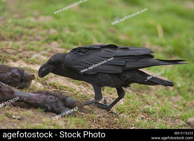 African White-necked Raven (Corvus albicollis) at carcass, Giant's Castle Nature Reserve, Drakensberg, KwaZulu-Natal, South Africa, Africa