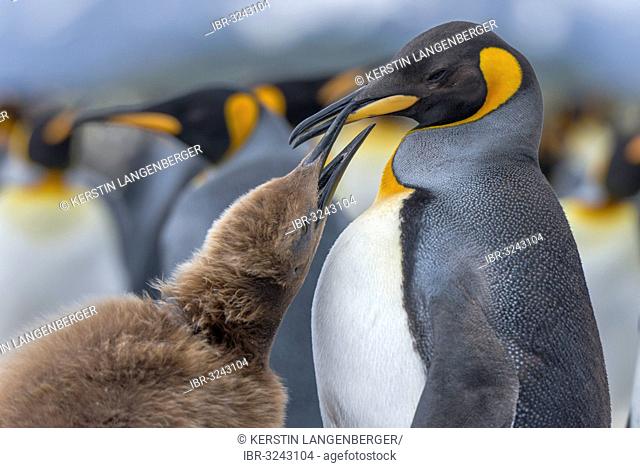 King penguins (Aptenodytes patagonicus) chick with adult birds begging for food