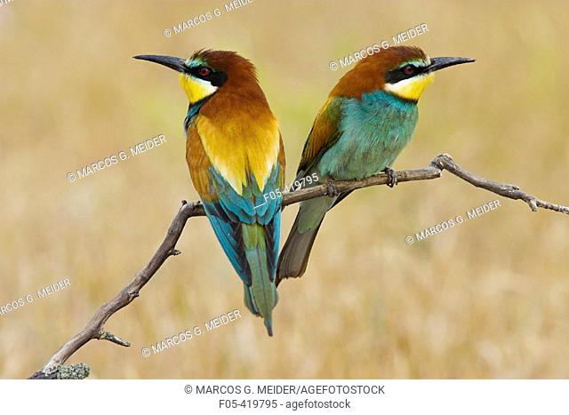 Bee-eaters (Merops apiaster), couple perched on branch