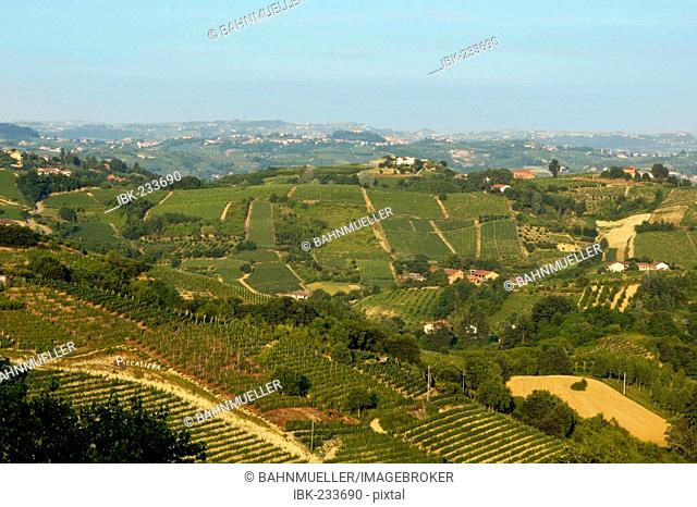 Near Cisterna d' Asti at the Roero Piedmont Italy in the vineyards