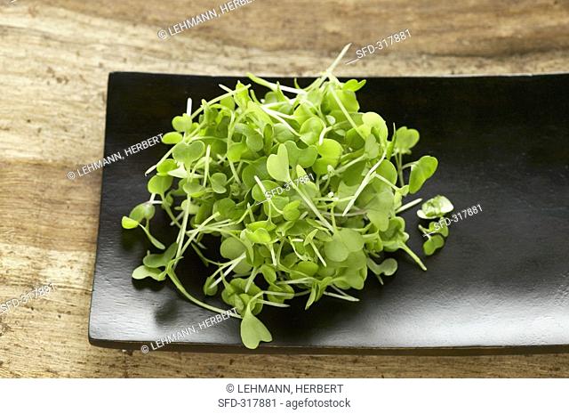 Young watercress in a black dish