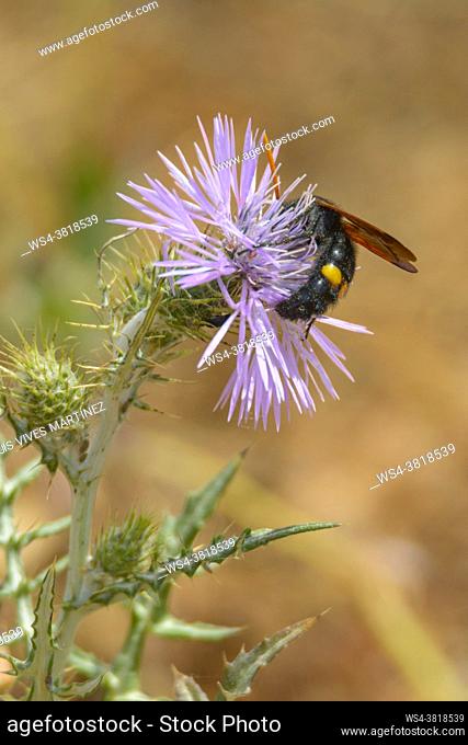 wasp, giant black bee (Scolia hirta) feeding on flower of a purple wild thistle