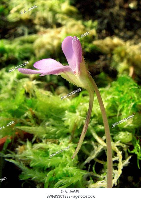 butterwort (Pinguicula esseriana), flower