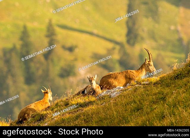 A group of mostly female ibex with fawn, lying relaxed on a mountain slope in the Karwendel on a mountain meadow in the warm sunlight of a late summer morning