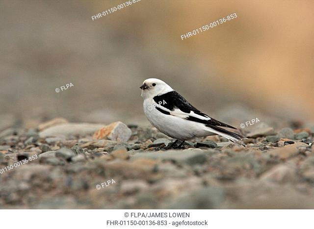 Snow Bunting Plectrophenax nivalis nivalis adult male, summer plumage, with food in beak, standing on stones, Longyearbyen, Svalbard, june