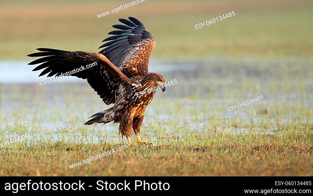 Juvenile white-tailed eagle, haliaeetus albicilla, landing on floodplain with frost. Young feathered predator standing on grassland