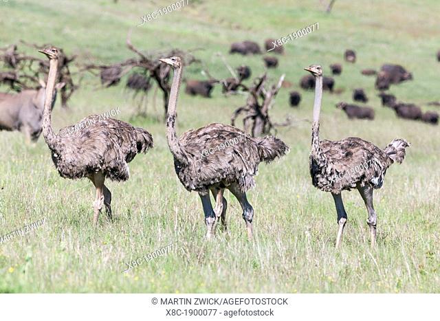 Ostrich Struthio camelus, subspecies North african ostrich Struthio camelus molybdophanes walking through high gras in the Lewa Wildlife Conservancy  Africa