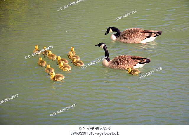 Canada goose (Branta canadensis), swimming geese with her goose chicks, Germany, North Rhine-Westphalia, Ruhr Area, Bochum