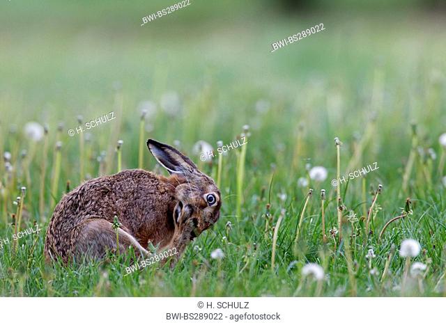 European hare (Lepus europaeus), scratching, Germany, Schleswig-Holstein