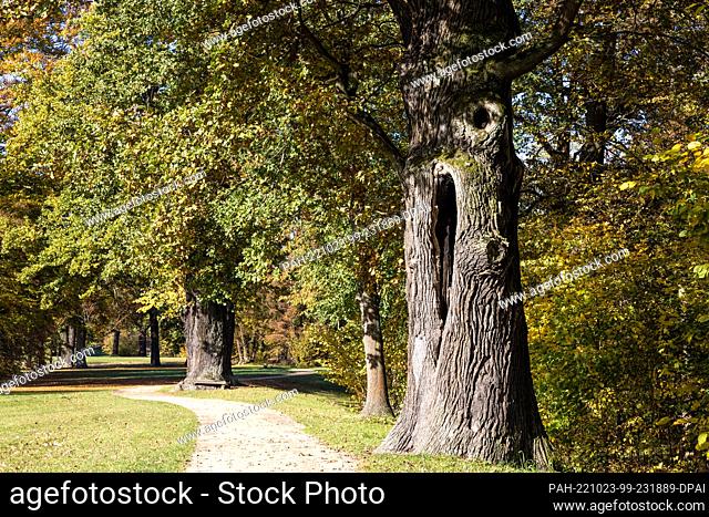 23 October 2022, Saxony, Bad Muskau: Oak trees are colored in autumn in the Fürst Pückler Park in Bad Muskau. The approximately 800-hectare English-style...