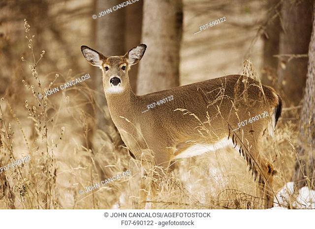 White-tailed Deer (Odocoileus virginianus). New York. Doe. In the snow. Found over much of the U.S. southern Canada and Mexico and introduced elsewhere in the...
