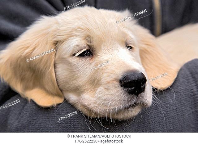 portrait of a 10 week old golden retriever puppy being held, mr# 6531.