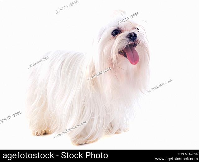 maltese dog in front of white background
