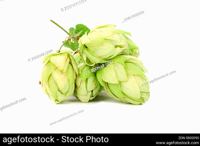 Hop gentle flowers. Isolated on a white background