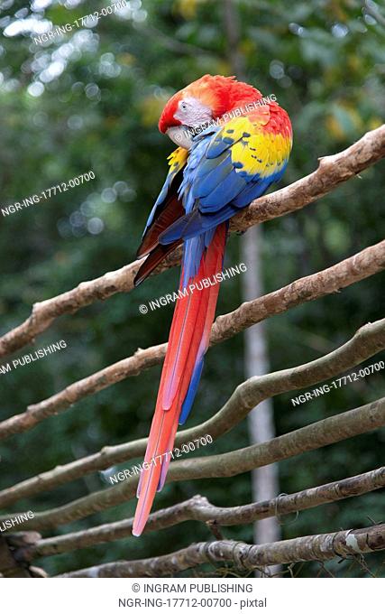 Scarlet Macaw (Ara macao) perching on a wooden fence, Copan, Copan Ruinas, Copan Department, Honduras