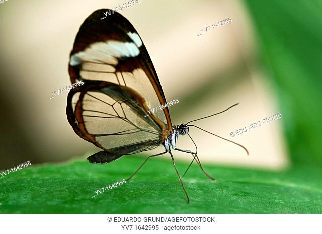 Greta oto butterfly is commonly called glass butterfly or mirrors butterfly, because have their transparent wings  Benalmadena Butterfly Park, Benalmadena