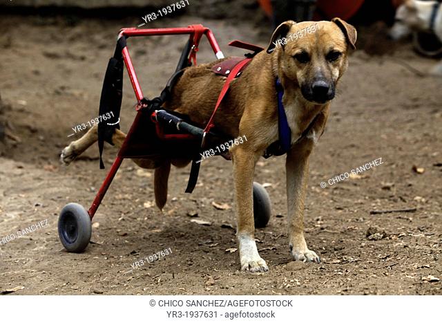 A dog in a wheelchair stands at the ""Milagros Caninos, "" or Canine Miracles dog sanctuary in Xochimilco, Mexico City, January 25, 2013