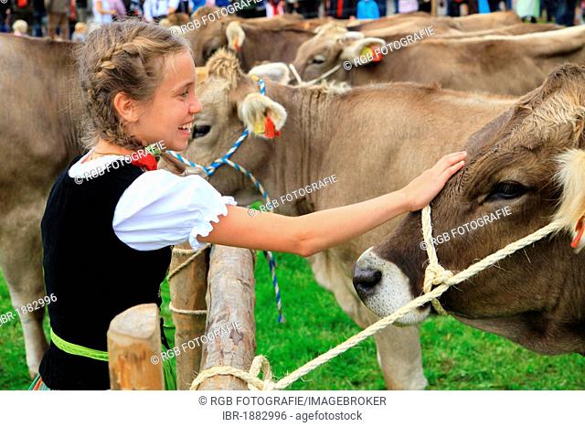 Girl wearing traditional costume stroking a cow during Viehscheid, separating the cattle after their return from the Alps, Stiesberg, Oberstaufen, Bavaria