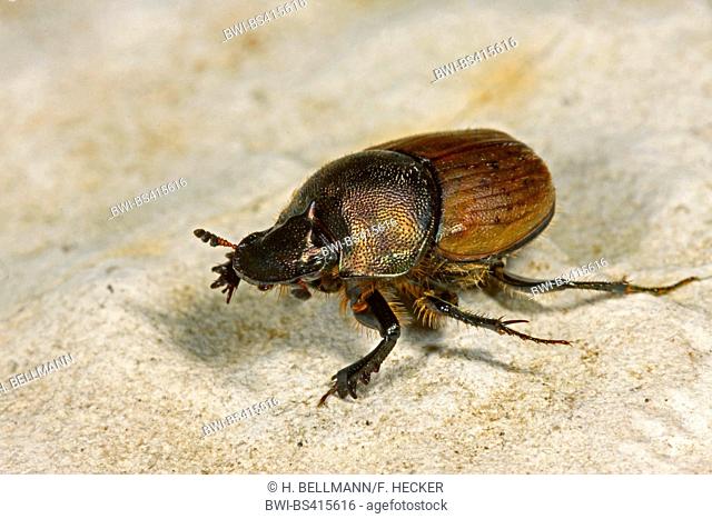 Dung beetle (Onthophagus coenobita), sits on a stone, Germany