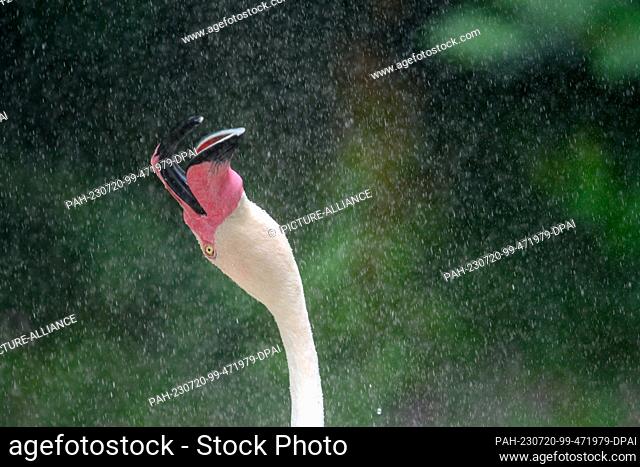 20 July 2023, Saxony-Anhalt, Magdeburg: A pink flamingo stretches its head into raining drops of water at Magdeburg Zoo. The keepers are currently watering the...