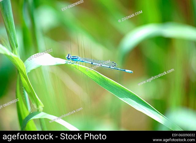 Die Nahaufnahme einer blauen Libelle, Hufeisen-Azurjungfer, welche auf dem Blatt einer Getreidepflanze sitzt