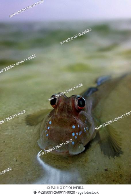 Atlantic mudskipper; Periophthalmus barbarus. In shallow water. Composite image. São Tomé Island, Portugal