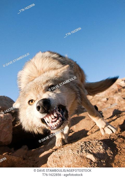 wild snarling wolf canis lupis in the Altai Region of Bayan-Ölgii in Western Mongolia